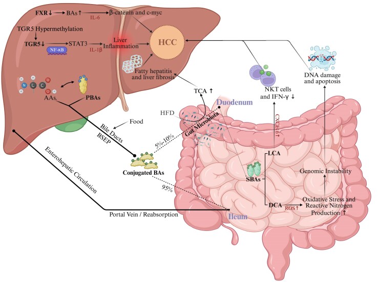 Bile acid metabolism and hcepatocellular carcinoma: mechanisms of drug resistance and intervention strategies.