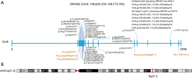 Novel variants in <i>ZNF462</i> and phenotype update in patients with Weiss-Kruszka syndrome: a case series.