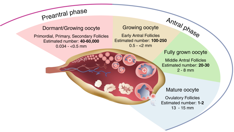 Advances in ovarian follicle culture systems: exploring the interplay between cells, matrix, and ovarian architecture.
