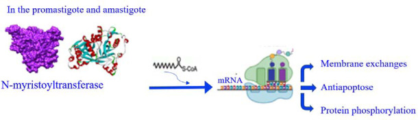 Molecular docking and simulation analysis of selected herbal compounds against GP63, FPPS, and NMT, three important <i>Leishmania major</i> proteins.