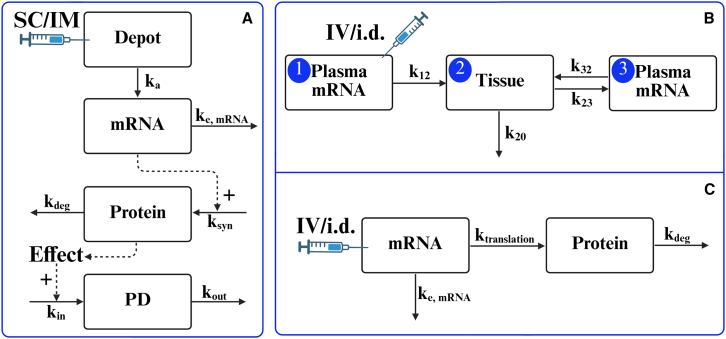 Pharmacometric modeling of lipid nanoparticle-encapsulated mRNA therapeutics and vaccines: A systematic review.