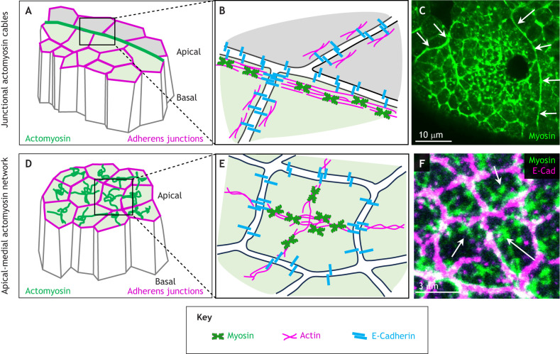 Supracellular actomyosin assemblies: master coordinators of development.
