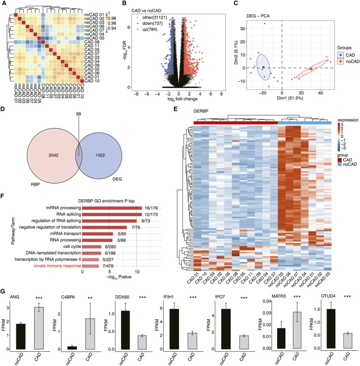 RNA binding proteins potentially regulate alternative splicing of immune-related genes during the progression of coronary artery disease.