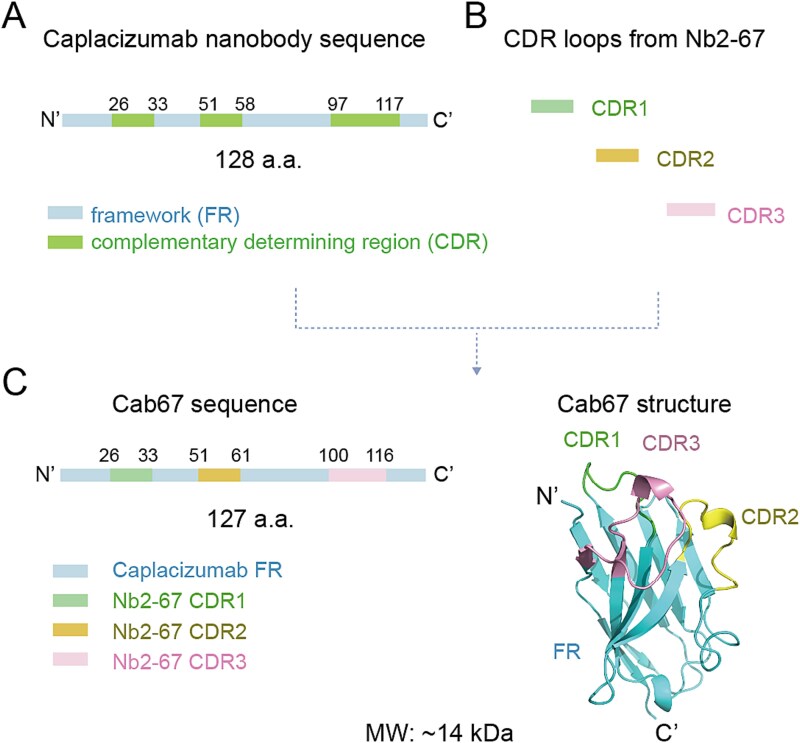 Computational refinement and multivalent engineering of complementarity-determining region-grafted nanobodies on a humanized scaffold for retaining antiviral efficacy.