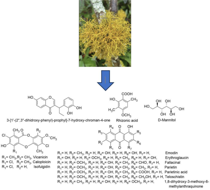Lichen substances from <i>Teloschistes flavicans</i> (Sw.) Norman: Isolation, crystal structure, and evaluation of their antibacterial activities.