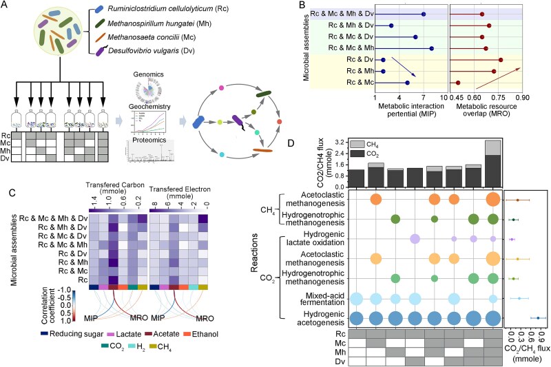 Higher-order microbial interactions revealed by comparative metabolic modeling of synthetic communities with varying species composition.