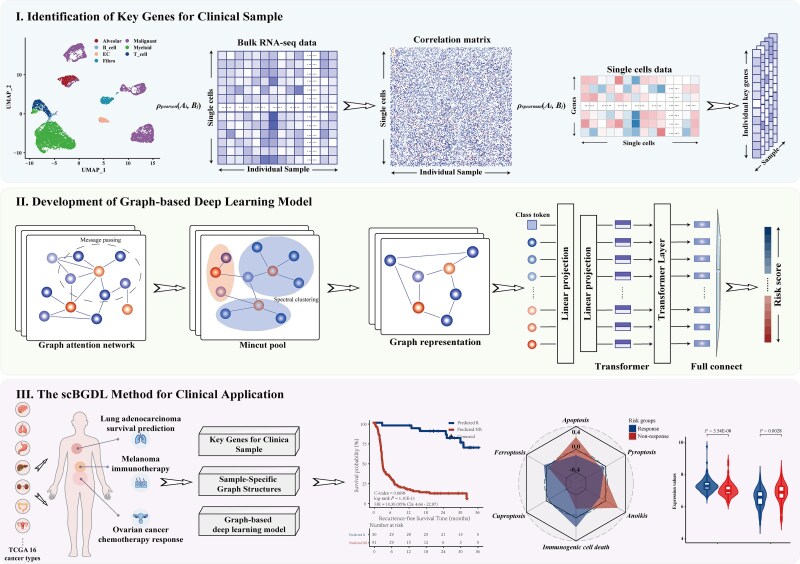 Graph-based deep learning for integrating single-cell and bulk transcriptomic data to identify clinical cancer subtypes.