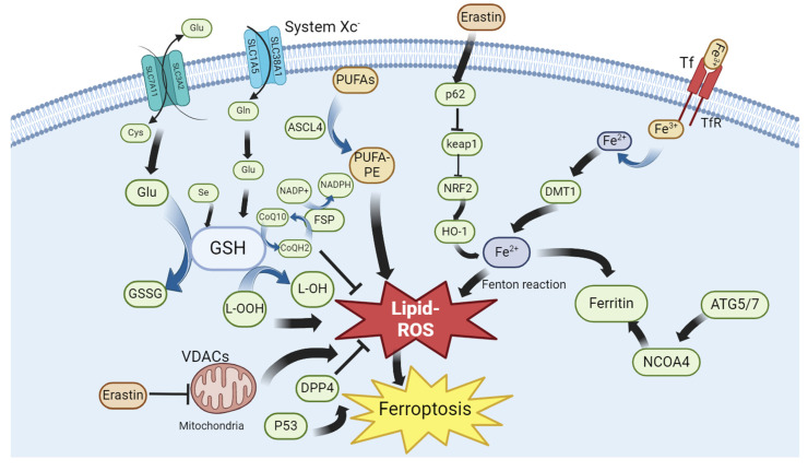 Mechanism of Ferroptosis and Its Role in Disease Development.