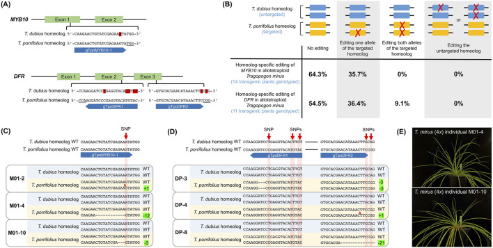 Development of a homeolog-specific gene editing system in an evolutionary model for the study of polyploidy in nature.