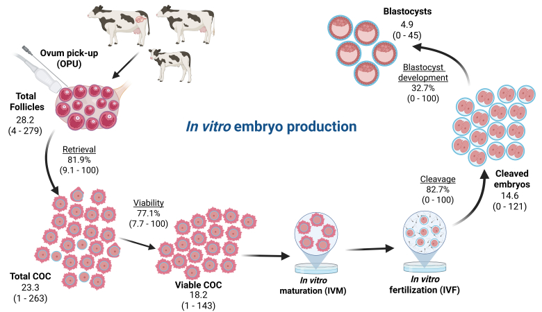 Optimizing <i>in vitro</i> embryo production in cattle: strategies for donor management and selection.