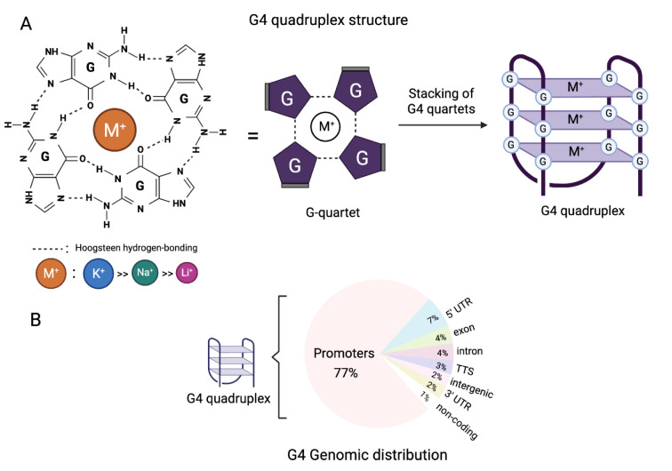 Polyphenols bind G4-Quadruplex structures and act as epigenetic modifiers with anti-cancer effects.