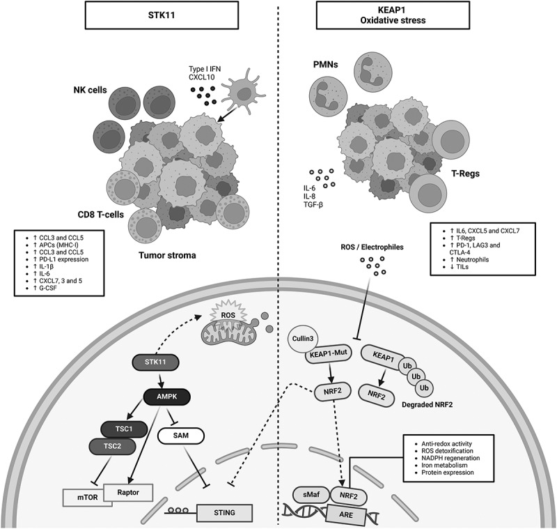 Overcoming immunotherapy resistance in non-small cell lung cancer: a narrative review of related factors.