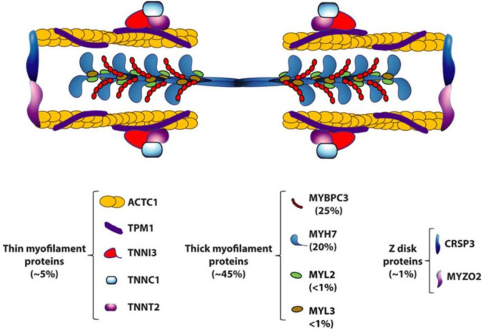 Relationship between genotype and clinical phenotype of hypertrophic cardiomyopathy.