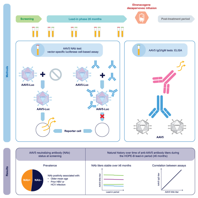 Natural history of preexisting AAV5 antibodies in adults with hemophilia B during the lead-in of the etranacogene dezaparvovec phase 3 study.