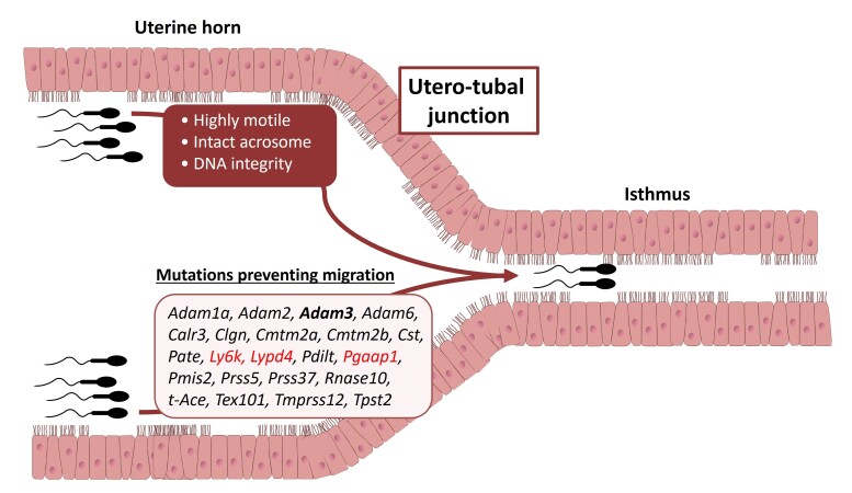 Oviduct epithelium interactions: roles in sperm selection and embryo quality.