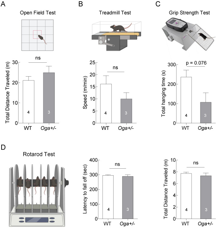 Elevated O-GlcNAcylation Enhances Metabolic Rate and Reduces the Excitability of Hypothalamic ARC Neurons in 10-month-old Male Mice.
