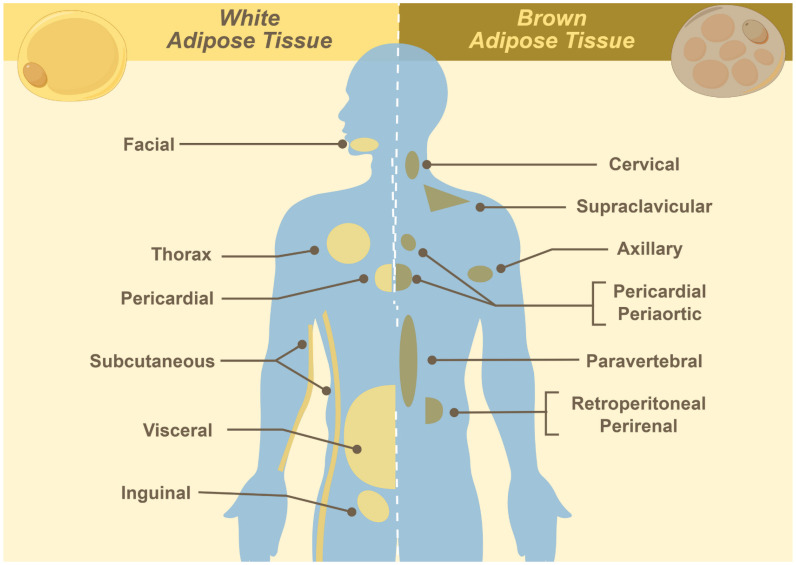 Imaging Brown Adipose Tissue: Current State and Future Perspective.
