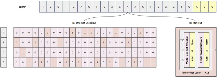 CRISPR-FMC: a dual-branch hybrid network for predicting CRISPR-Cas9 on-target activity.