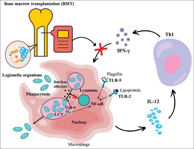 Diagnostic methods and therapeutics strategies of <i>Legionella</i> infection in postbone marrow transplantation.