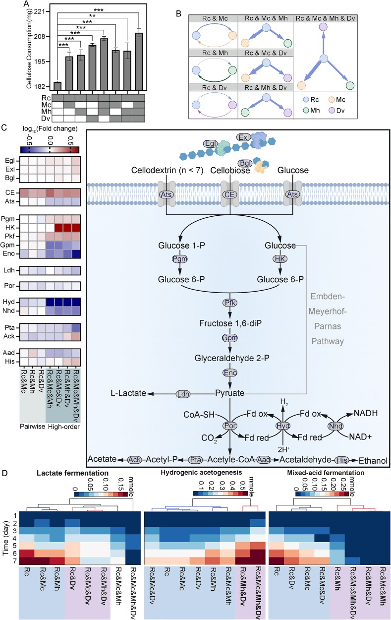 Higher-order microbial interactions revealed by comparative metabolic modeling of synthetic communities with varying species composition.