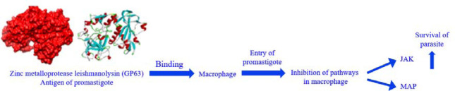 Molecular docking and simulation analysis of selected herbal compounds against GP63, FPPS, and NMT, three important <i>Leishmania major</i> proteins.
