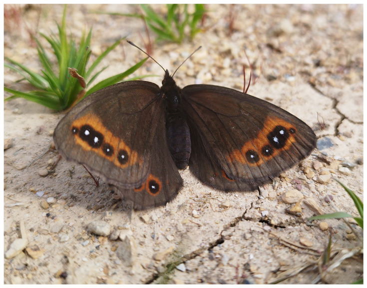 The genome sequence of the de Prunner's Ringlet, <i>Erebia triaria</i> von Prunner, 1798 (Lepidoptera: Nymphalidae).
