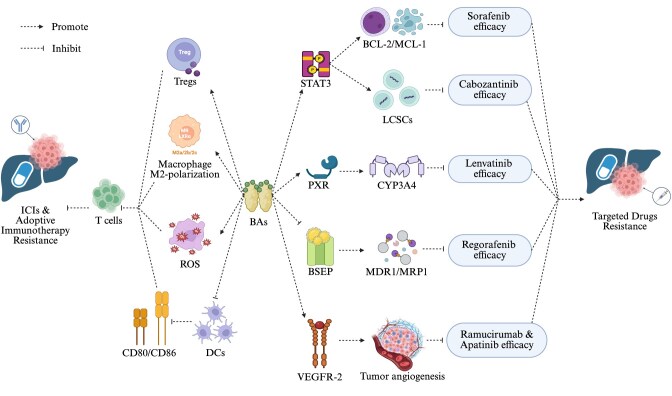 Bile acid metabolism and hcepatocellular carcinoma: mechanisms of drug resistance and intervention strategies.