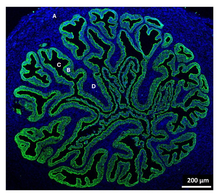 Oviduct epithelium interactions: roles in sperm selection and embryo quality.