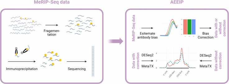 Statistical modeling of immunoprecipitation efficiency of MeRIP-seq data enabled accurate detection and quantification of epitranscriptome.