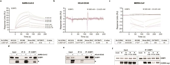 Convergent evolution of the G3BP1-binding motif in betacoronavirus nucleocapsid proteins.