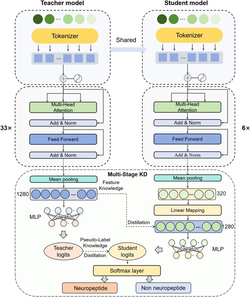 Toward high-efficiency, low-resource, and explainable neuropeptide prediction with MSKDNP.