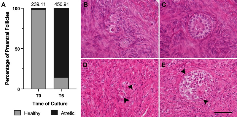 Advances in ovarian follicle culture systems: exploring the interplay between cells, matrix, and ovarian architecture.