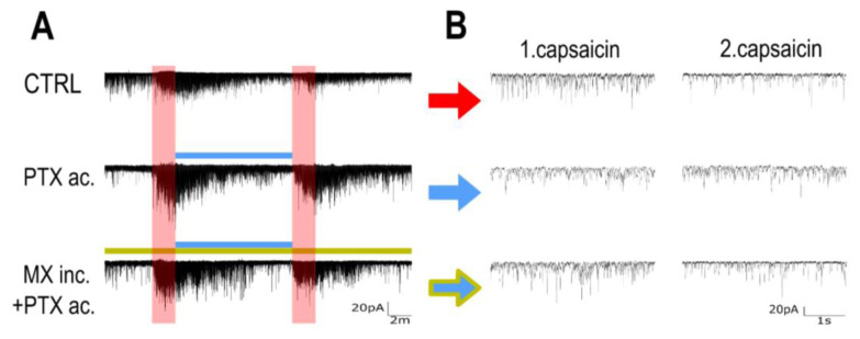 Glial Activation Enhances Spinal TRPV1 Receptor Sensitivity in a Paclitaxel Model of Neuropathic Pain.