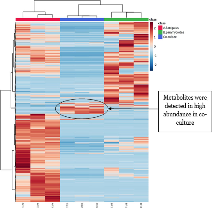 Metabolomic profiling and antimicrobial investigation of <i>Aspergillus fumigatus</i> LBKURCC269 and <i>Bacillus paramycoides</i> LBKURCC218 co-culture.