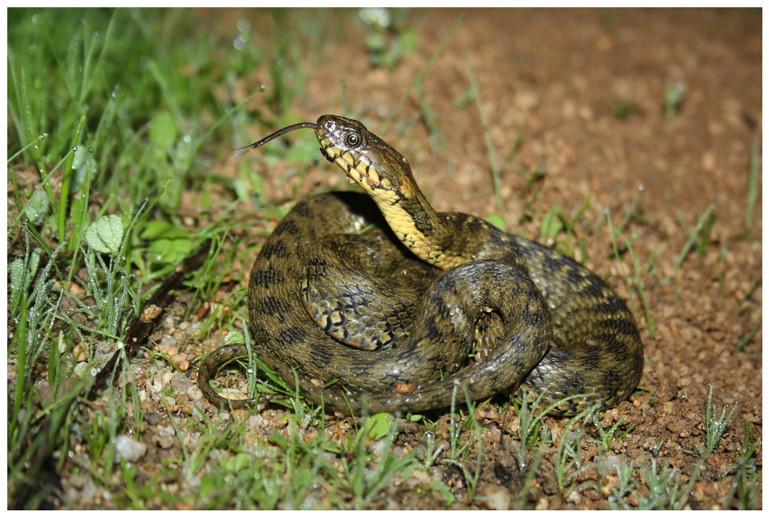 ERGA-BGE Genome of the viperine water snake ( <i>Natrix maura</i>): a key species for evolutionary insights of freshwater snakes.