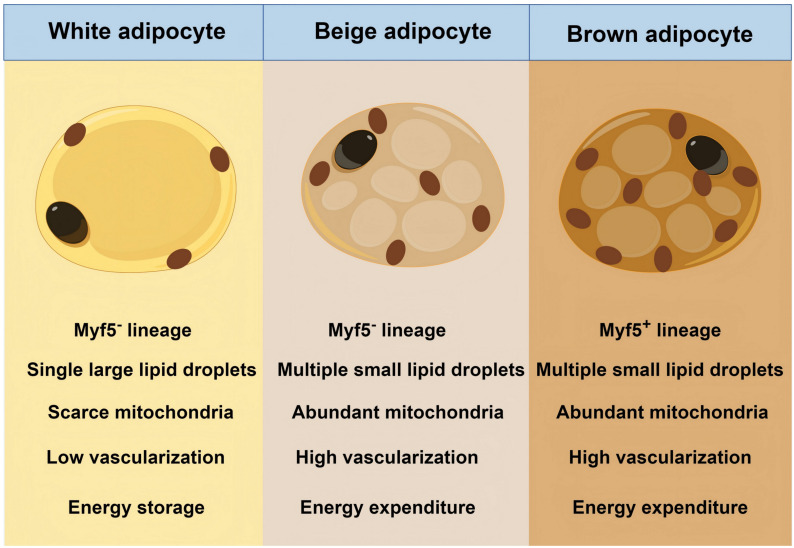 Imaging Brown Adipose Tissue: Current State and Future Perspective.