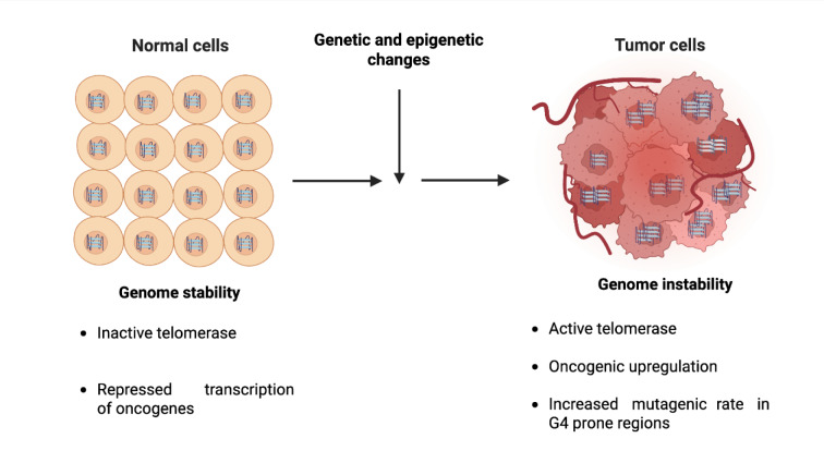 Polyphenols bind G4-Quadruplex structures and act as epigenetic modifiers with anti-cancer effects.