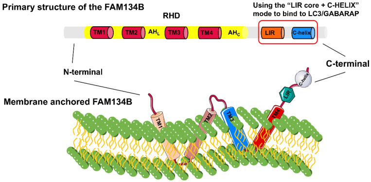 FAM134B in Cellular Homeostasis: Bridging Endoplasmic Reticulum-Phagy to Human Diseases.