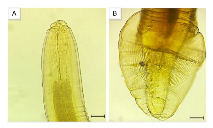 Prevalence of parasitism in fecal samples from maned wolves (Chrysocyon brachyurus) and domestic dogs in the region of Serra da Canastra National Park, MG.
