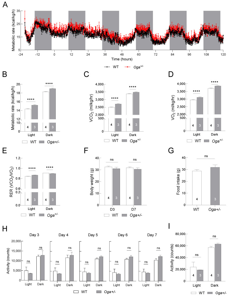 Elevated O-GlcNAcylation Enhances Metabolic Rate and Reduces the Excitability of Hypothalamic ARC Neurons in 10-month-old Male Mice.