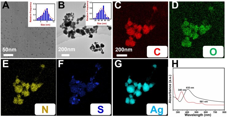 PMMA bone cement with AgNP@CDs nanocomposite for infection control and inflammation mitigation.