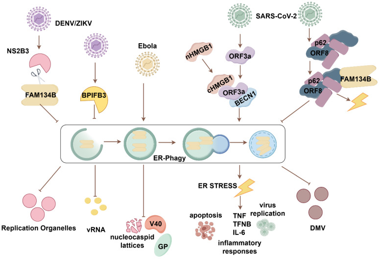 FAM134B in Cellular Homeostasis: Bridging Endoplasmic Reticulum-Phagy to Human Diseases.