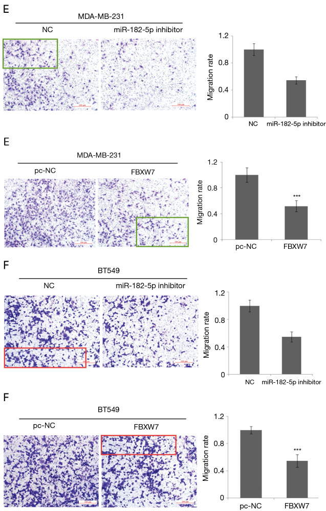 Erratum to downregulation of miR-182-5p inhibits the proliferation and invasion of triple-negative breast cancer cells through regulating TLR4/NF-κB pathway activity by targeting FBXW7.