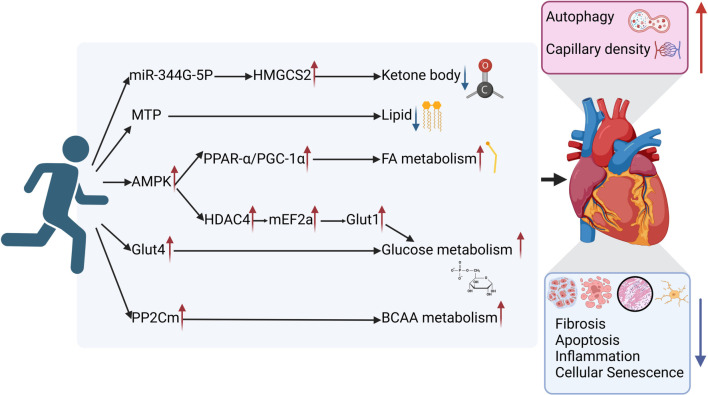 The regulatory role of exercise in heart failure and myocardial energy metabolism: A review.