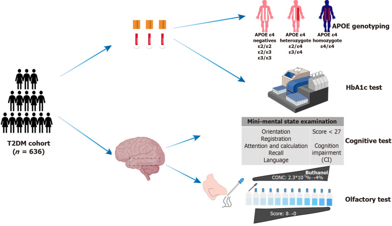 Higher glycated hemoglobin amplifies the effect of apolipoprotein E epsilon 4-related cognition and olfaction impairments in type 2 diabetes.