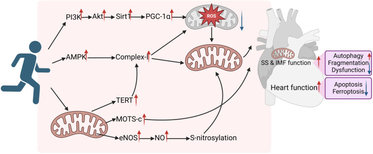 The regulatory role of exercise in heart failure and myocardial energy metabolism: A review.