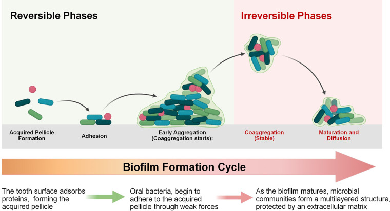 Key virulence genes associated with <i>Streptococcus mutans</i> biofilm formation: a systematic review.