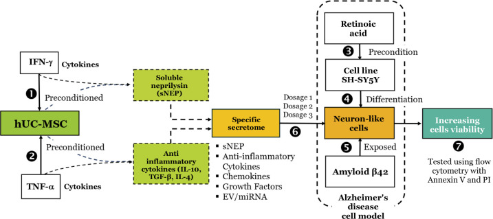 Therapeutic potential of hUC-MSC secretome preconditioned with IFN-γ and/or TNF-α: An in vitro study on Alzheimer's neuronal cell models.
