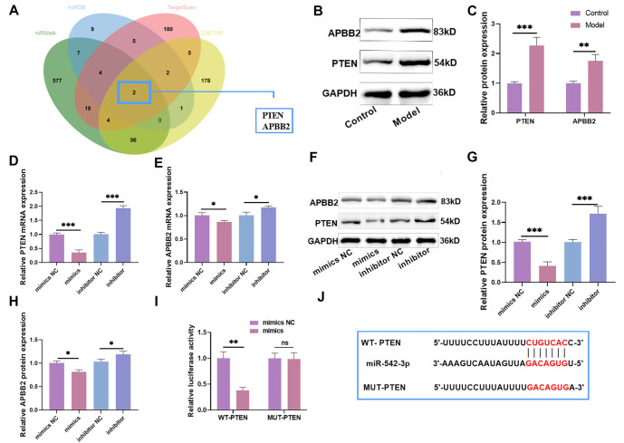 miR-542-3p attenuates corticosterone-induced hippocampal neuronal damage in depressive mice by modulating PTEN/AKT/GSK3β/β-catenin pathway.