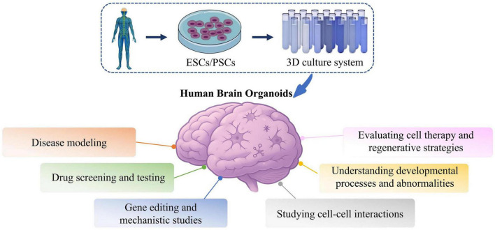 Human brain organoids: an innovative model for neurological disorder research and therapy.